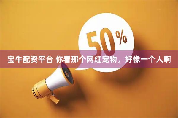 宝牛配资平台 你看那个网红宠物，好像一个人啊